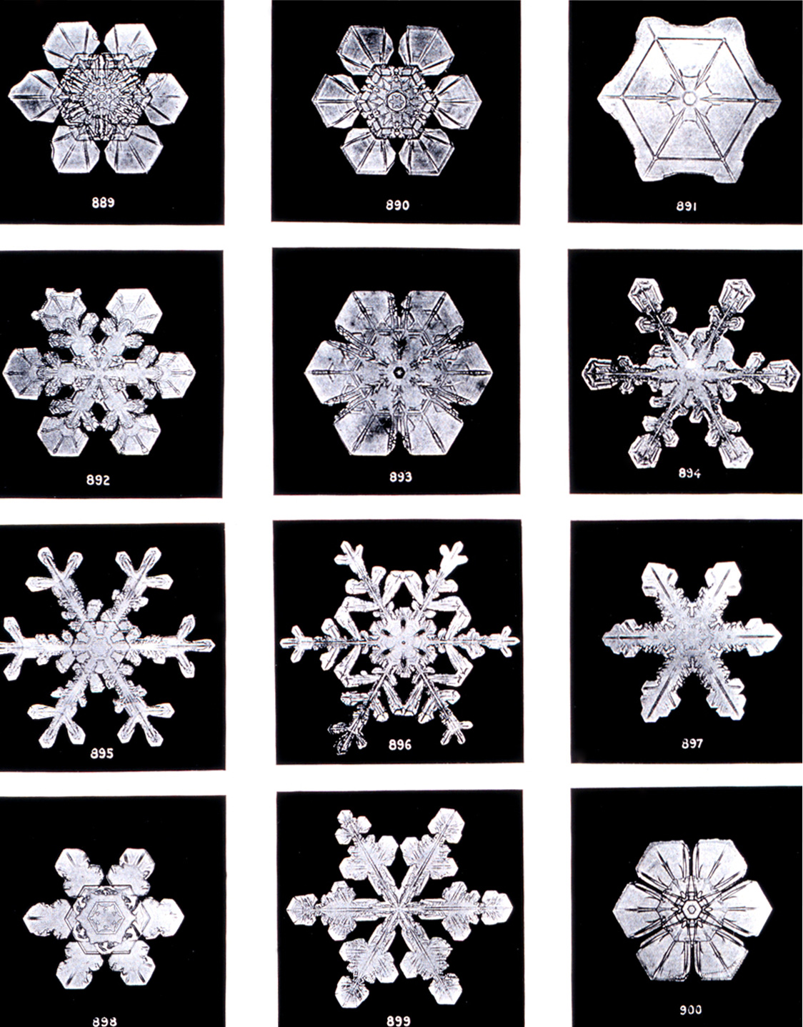 Microphotographs of snow crystals by Wilson Bentley